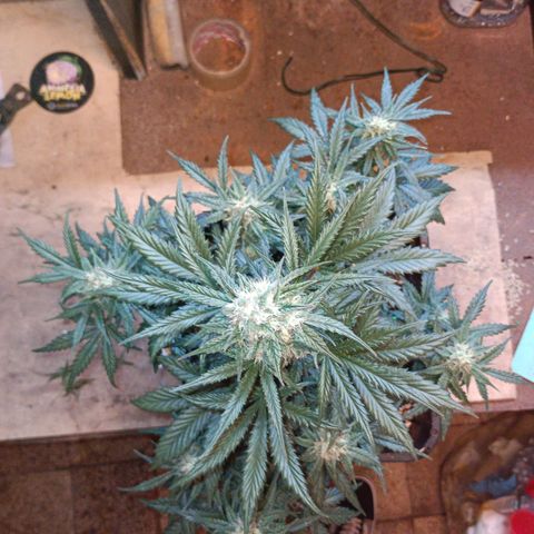 Watermelon Zkittlez Auto growlog timeline photo