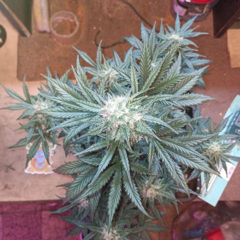 Watermelon Zkittlez Auto growlog timeline photo