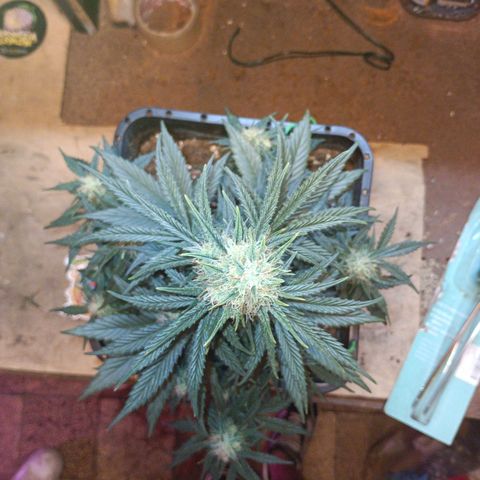 Watermelon Zkittlez Auto growlog timeline photo