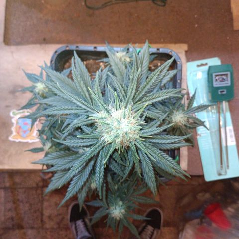 Watermelon Zkittlez Auto growlog timeline photo