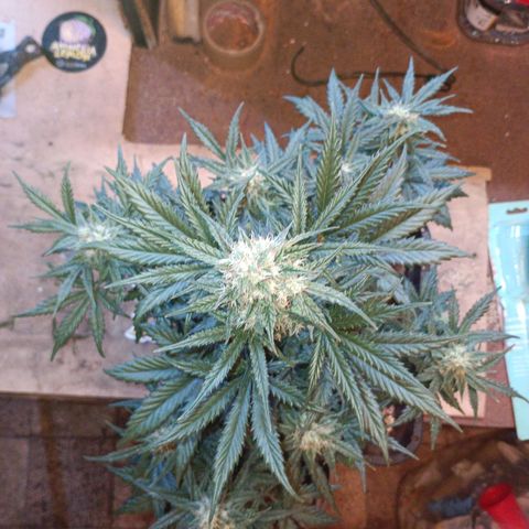 Watermelon Zkittlez Auto growlog timeline photo