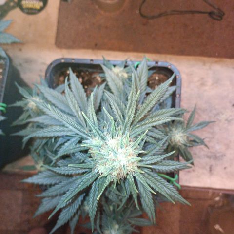 Watermelon Zkittlez Auto growlog timeline photo