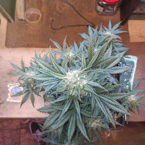 Watermelon Zkittlez Auto growlog timeline photo