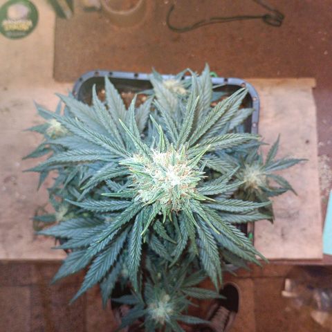 Watermelon Zkittlez Auto growlog timeline photo