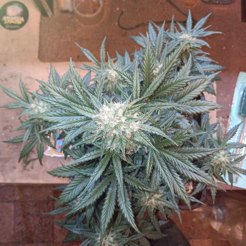 Watermelon Zkittlez Auto growlog timeline photo