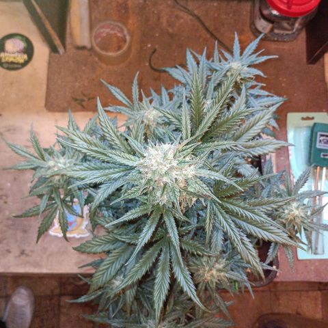Watermelon Zkittlez Auto growlog timeline photo