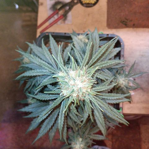 Watermelon Zkittlez Auto growlog timeline photo