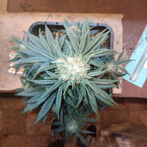 Watermelon Zkittlez Auto growlog timeline photo