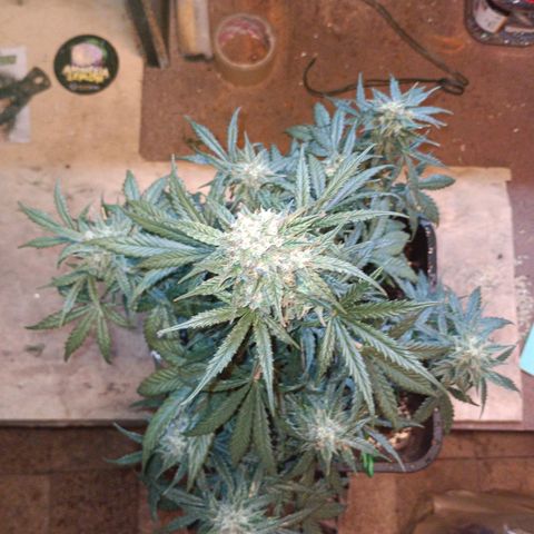 Watermelon Zkittlez Auto growlog timeline photo