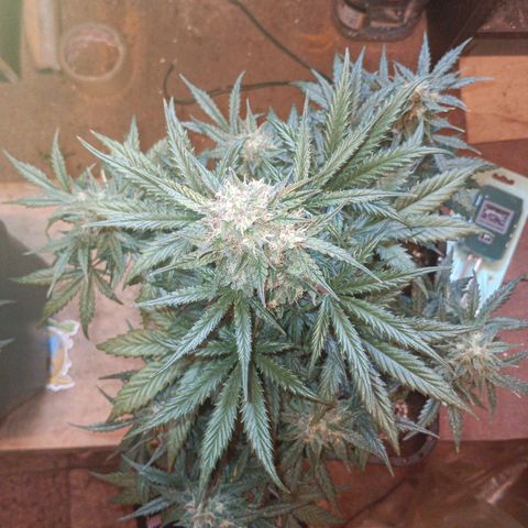 Watermelon Zkittlez Auto growlog timeline photo