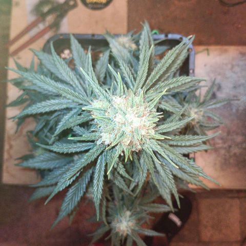 Watermelon Zkittlez Auto growlog timeline photo