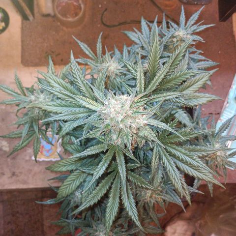Watermelon Zkittlez Auto growlog timeline photo