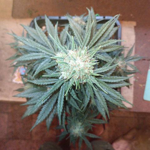 Watermelon Zkittlez Auto growlog timeline photo