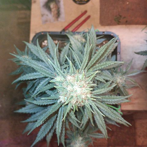 Watermelon Zkittlez Auto growlog timeline photo