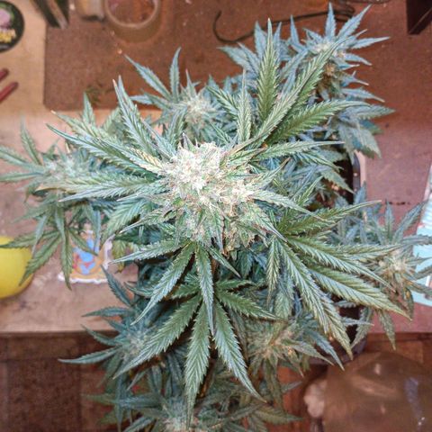 Watermelon Zkittlez Auto growlog timeline photo