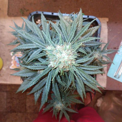 Watermelon Zkittlez Auto growlog timeline photo