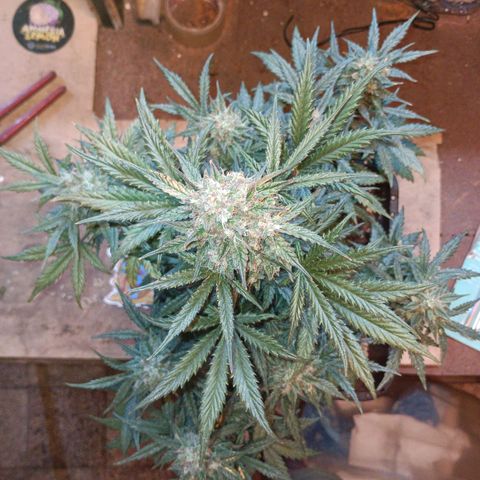 Watermelon Zkittlez Auto growlog timeline photo