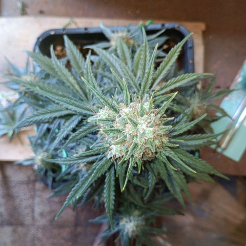 Watermelon Zkittlez Auto growlog timeline photo