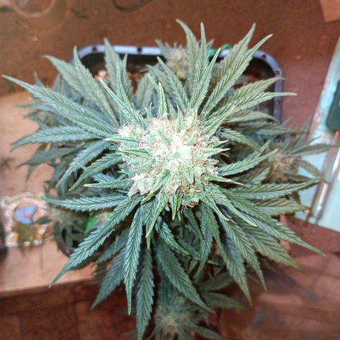 Watermelon Zkittlez Auto growlog timeline photo