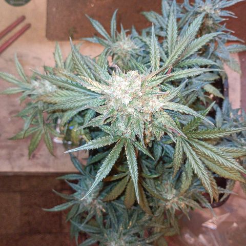 Watermelon Zkittlez Auto growlog timeline photo