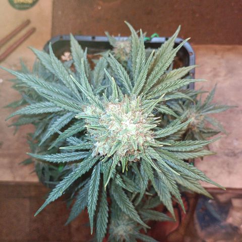 Watermelon Zkittlez Auto growlog timeline photo