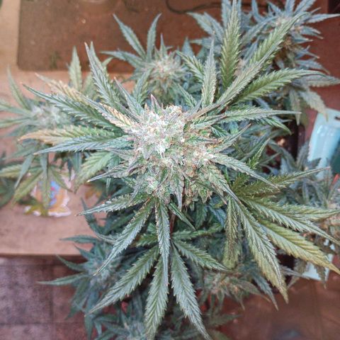 Watermelon Zkittlez Auto growlog timeline photo