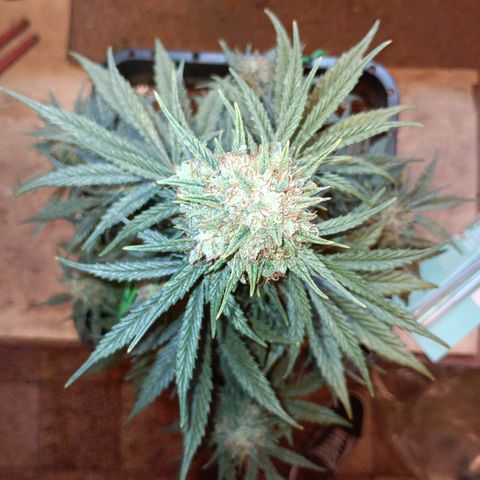 Watermelon Zkittlez Auto growlog timeline photo
