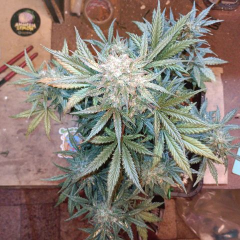 Watermelon Zkittlez Auto growlog timeline photo