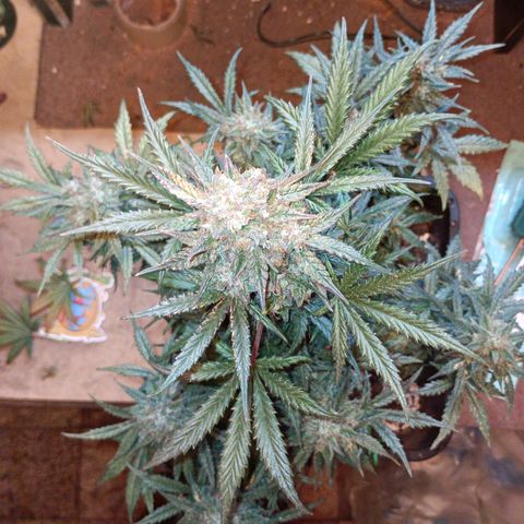 Watermelon Zkittlez Auto growlog timeline photo