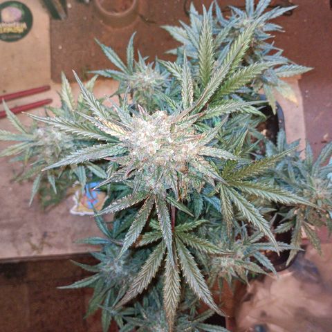 Watermelon Zkittlez Auto growlog timeline photo