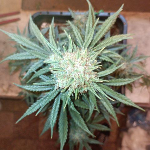 Watermelon Zkittlez Auto growlog timeline photo