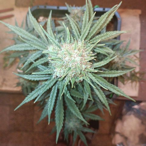 Watermelon Zkittlez Auto growlog timeline photo