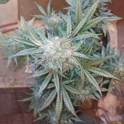 Watermelon Zkittlez Auto growlog timeline photo