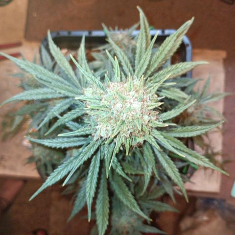 Watermelon Zkittlez Auto growlog timeline photo