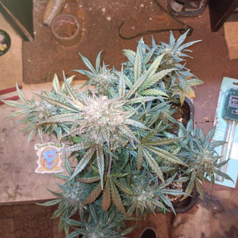 Watermelon Zkittlez Auto growlog timeline photo