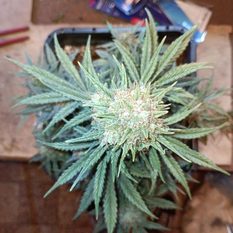 Watermelon Zkittlez Auto growlog timeline photo