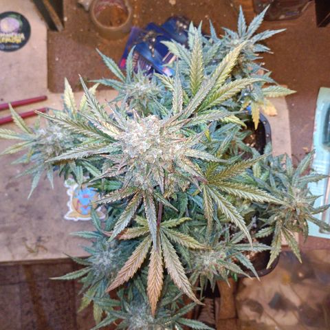 Watermelon Zkittlez Auto growlog timeline photo