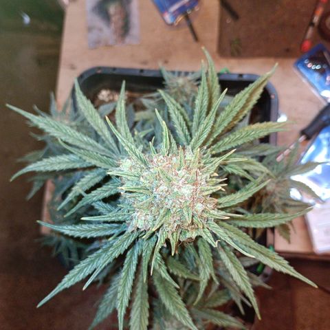 Watermelon Zkittlez Auto growlog timeline photo