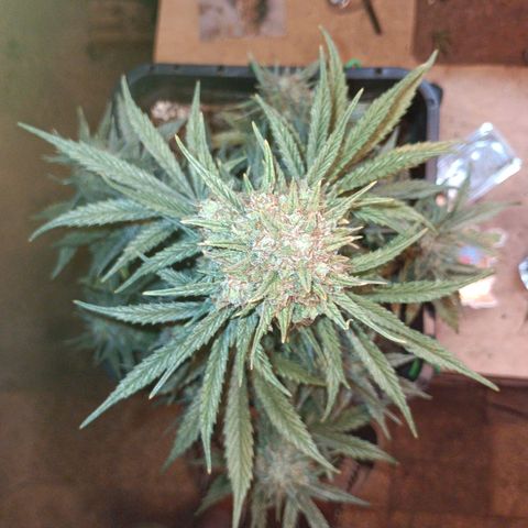 Watermelon Zkittlez Auto growlog timeline photo