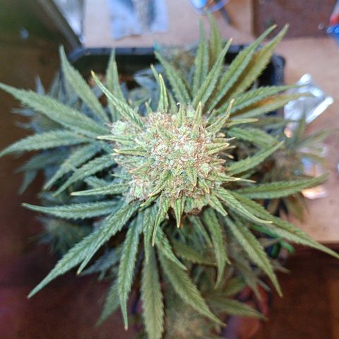 Watermelon Zkittlez Auto growlog timeline photo