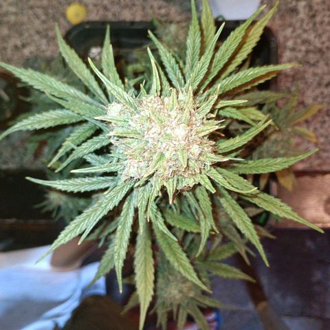 Watermelon Zkittlez Auto growlog timeline photo