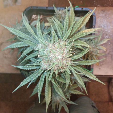 Watermelon Zkittlez Auto growlog timeline photo