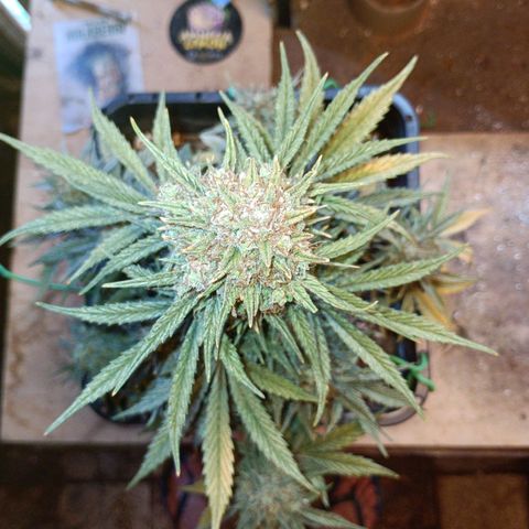 Watermelon Zkittlez Auto growlog timeline photo