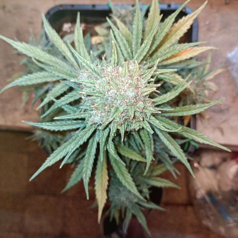 Watermelon Zkittlez Auto growlog timeline photo