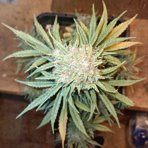 Watermelon Zkittlez Auto growlog timeline photo