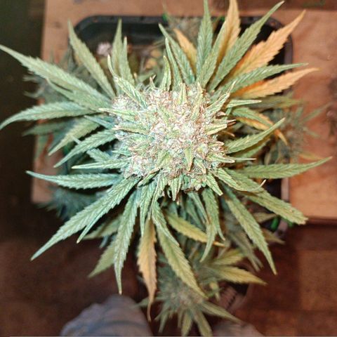 Watermelon Zkittlez Auto growlog timeline photo
