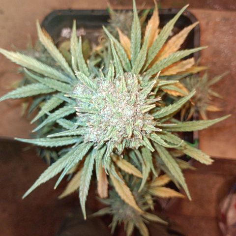Watermelon Zkittlez Auto growlog timeline photo