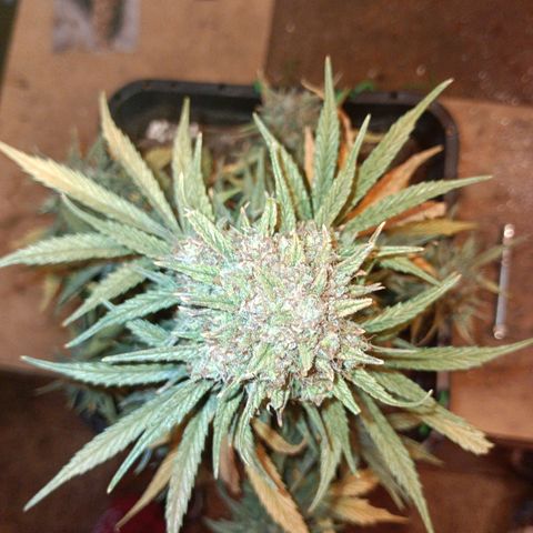 Watermelon Zkittlez Auto growlog timeline photo