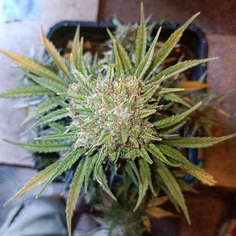 Watermelon Zkittlez Auto growlog timeline photo