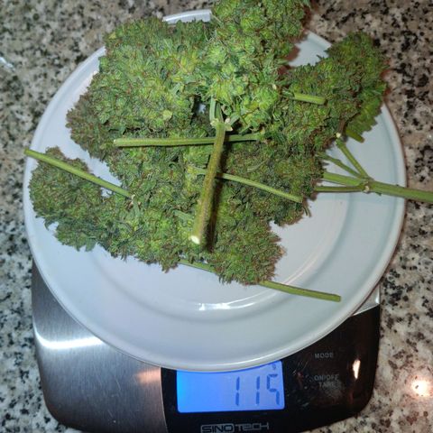 Watermelon Zkittlez Auto growlog timeline photo